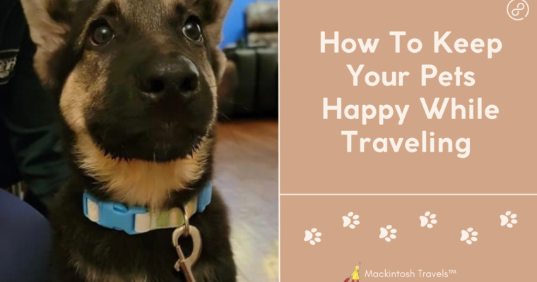 How To Keep Your Pets Happy While Traveling